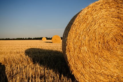 Real photograph of hay bales in an open farm field; illustrative hay imagery, not a specific supplied lot