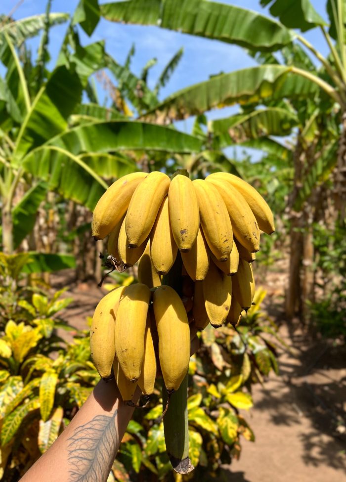 Bananas – Natural Plantation Photography Illustrative ripe banana bunch in a sunlit tropical plantation