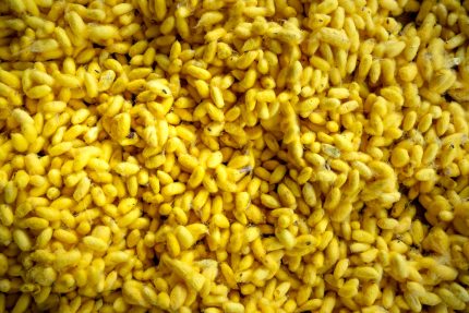 Close-up of yellow maize kernels showing natural grain texture