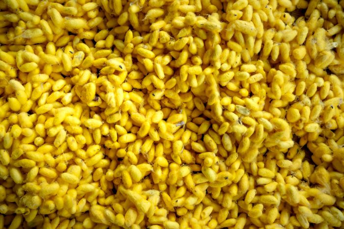 Maize Grain – Natural Kernel Texture Close-up of yellow maize kernels showing natural grain texture