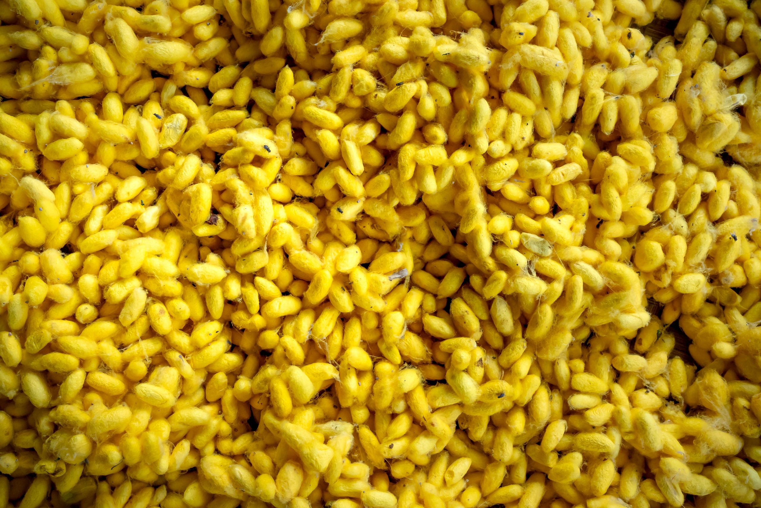 Maize kernels close up